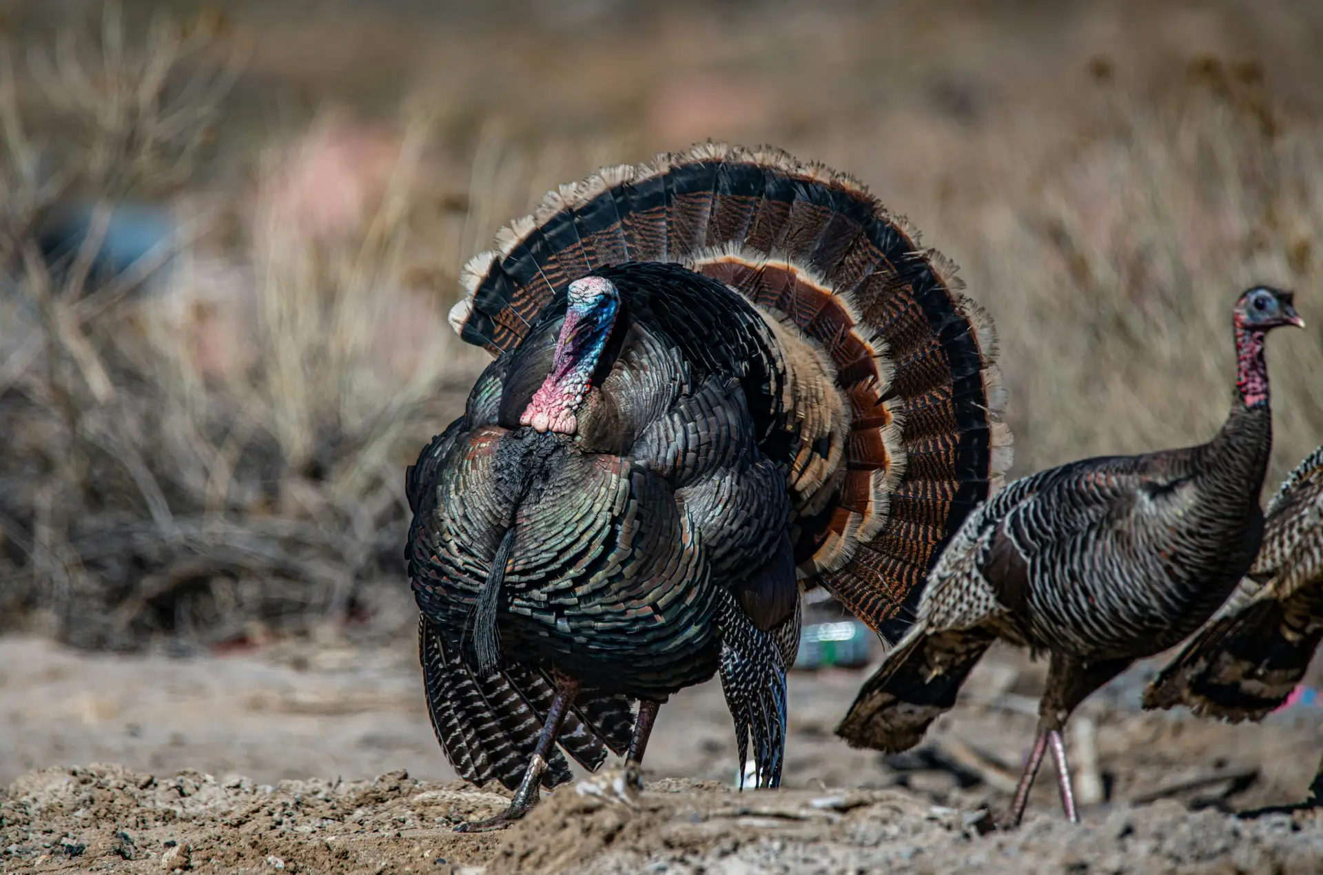 Ocellated Turkey Hub