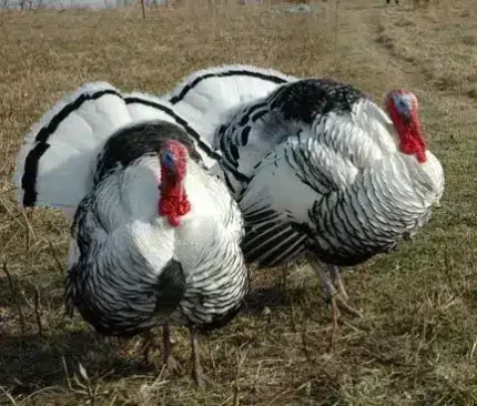 Royal Palm Turkeys