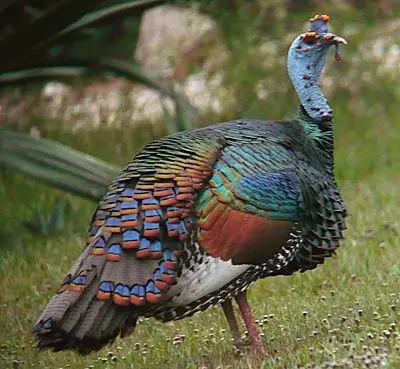 OCELLATED TURKEY ADULTS