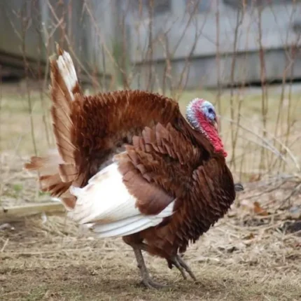 Bourbon Red Turkeys