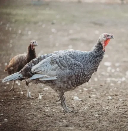 Blue Slate Turkeys