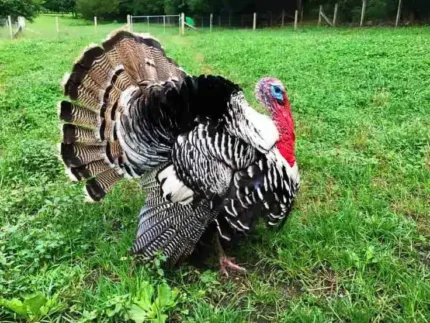 Broad Breasted Bronze Turkeys