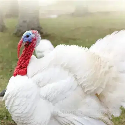 Giant White Turkeys