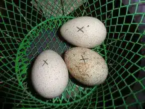 HATCHING TURKEY EGGS