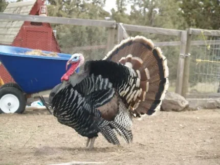 Standard Bronze Turkeys