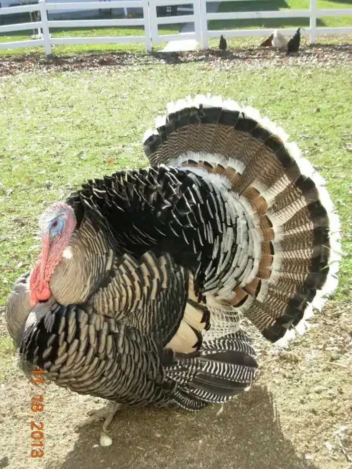 Premium Narragansett Turkey