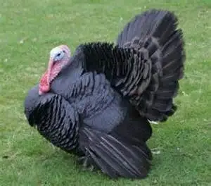 Black Spanish Turkeys