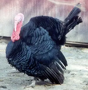 Broad-Breasted Artisan Black Turkey