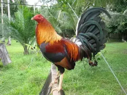 Radio Game Fowl for Sale