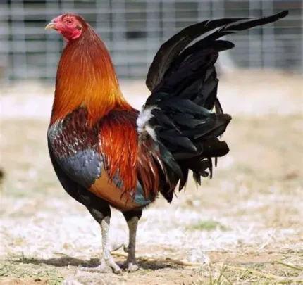 American Gamefowl for Sale