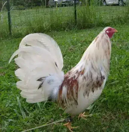 Spanish Gamefowl for Sale