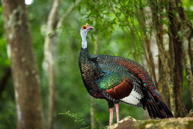 Ocellated Turkey Hub ​